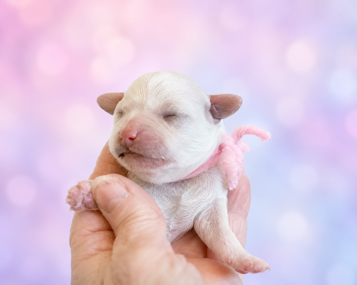 de la Felhotte - Chiots disponibles - Bichon Frise
