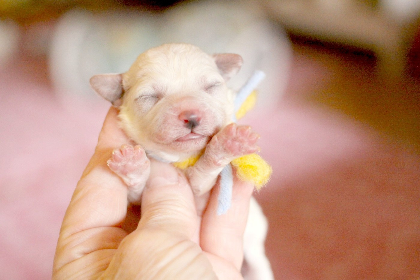 de la Felhotte - Chiots disponibles - Bichon Frise