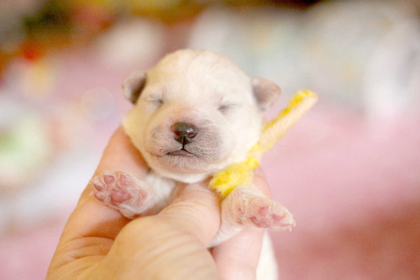 de la Felhotte - Chiots disponibles - Bichon Frise