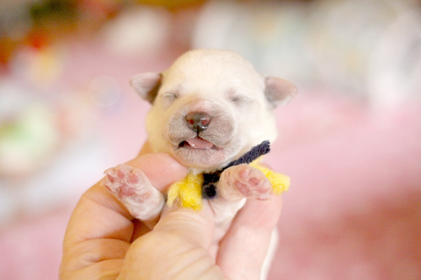 de la Felhotte - Chiots disponibles - Bichon Frise
