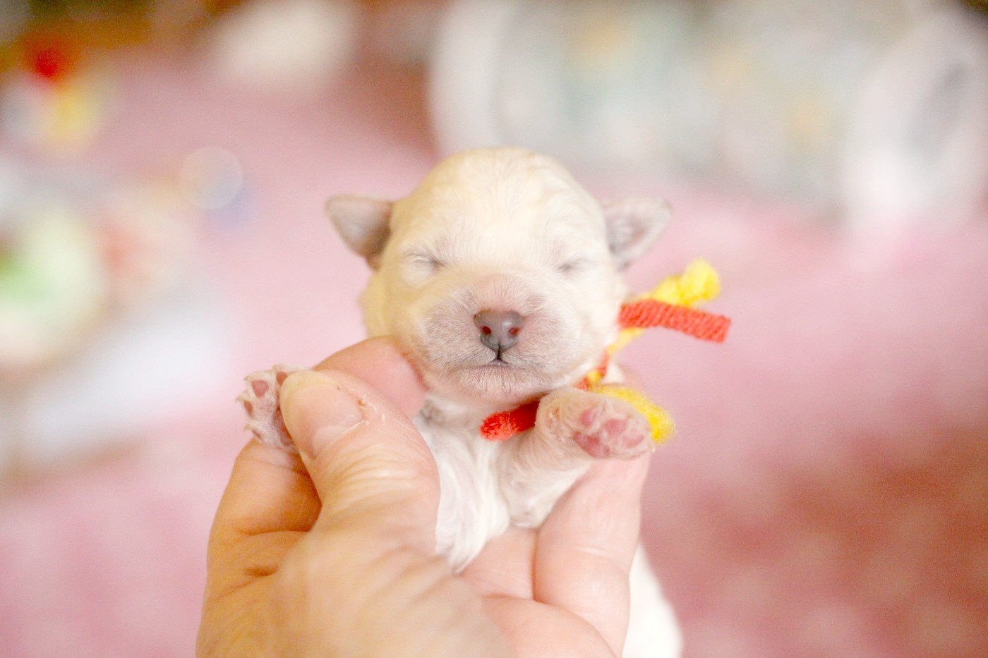 de la Felhotte - Chiots disponibles - Bichon Frise