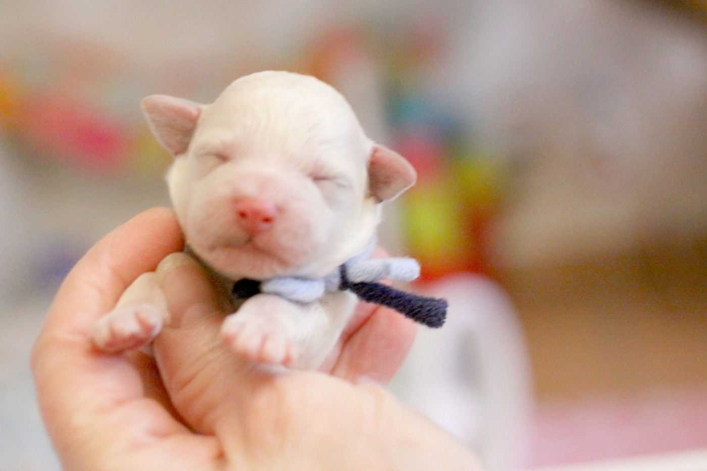 de la Felhotte - Chiots disponibles - Bichon Frise