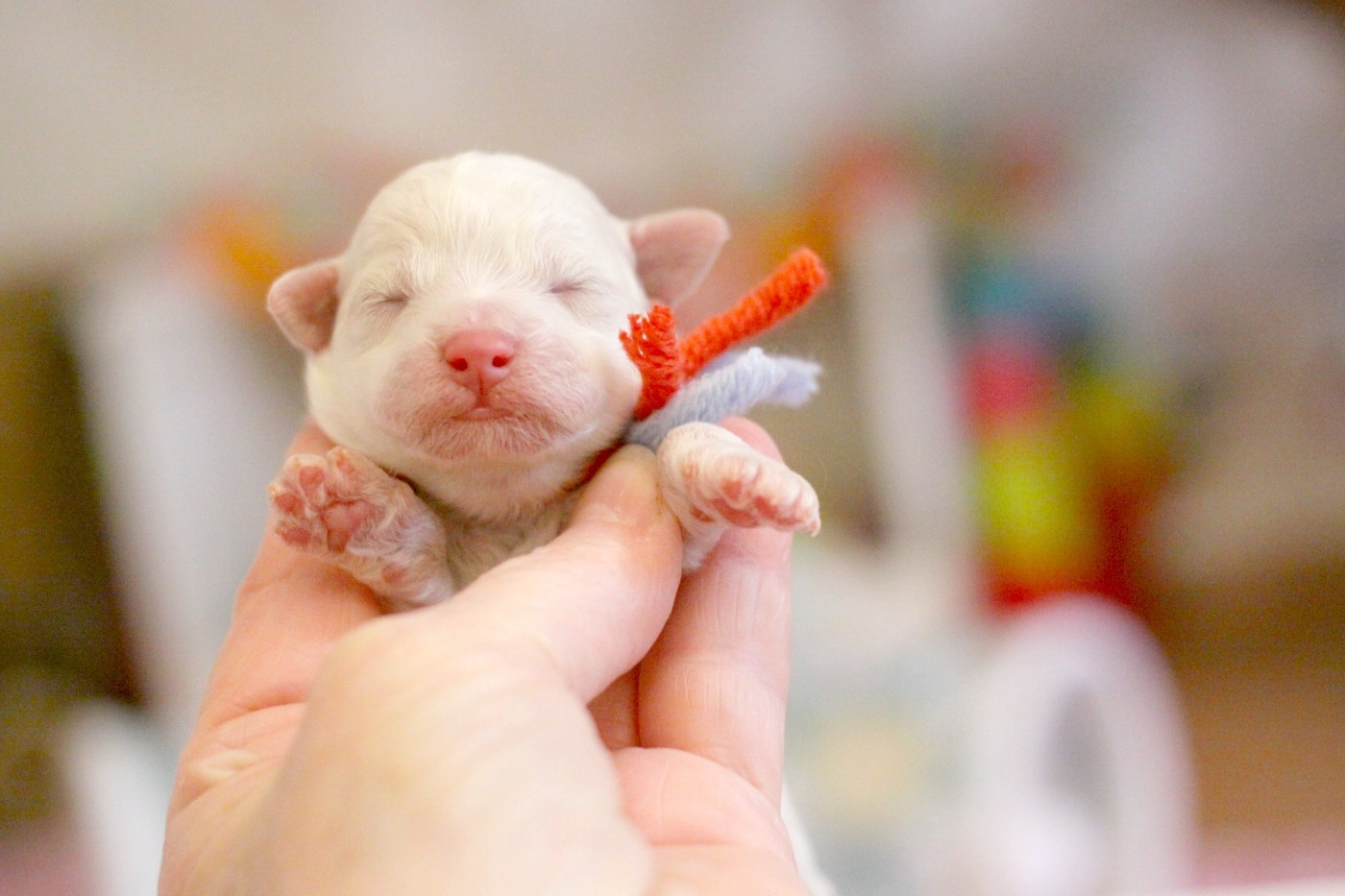 de la Felhotte - Chiots disponibles - Bichon Frise