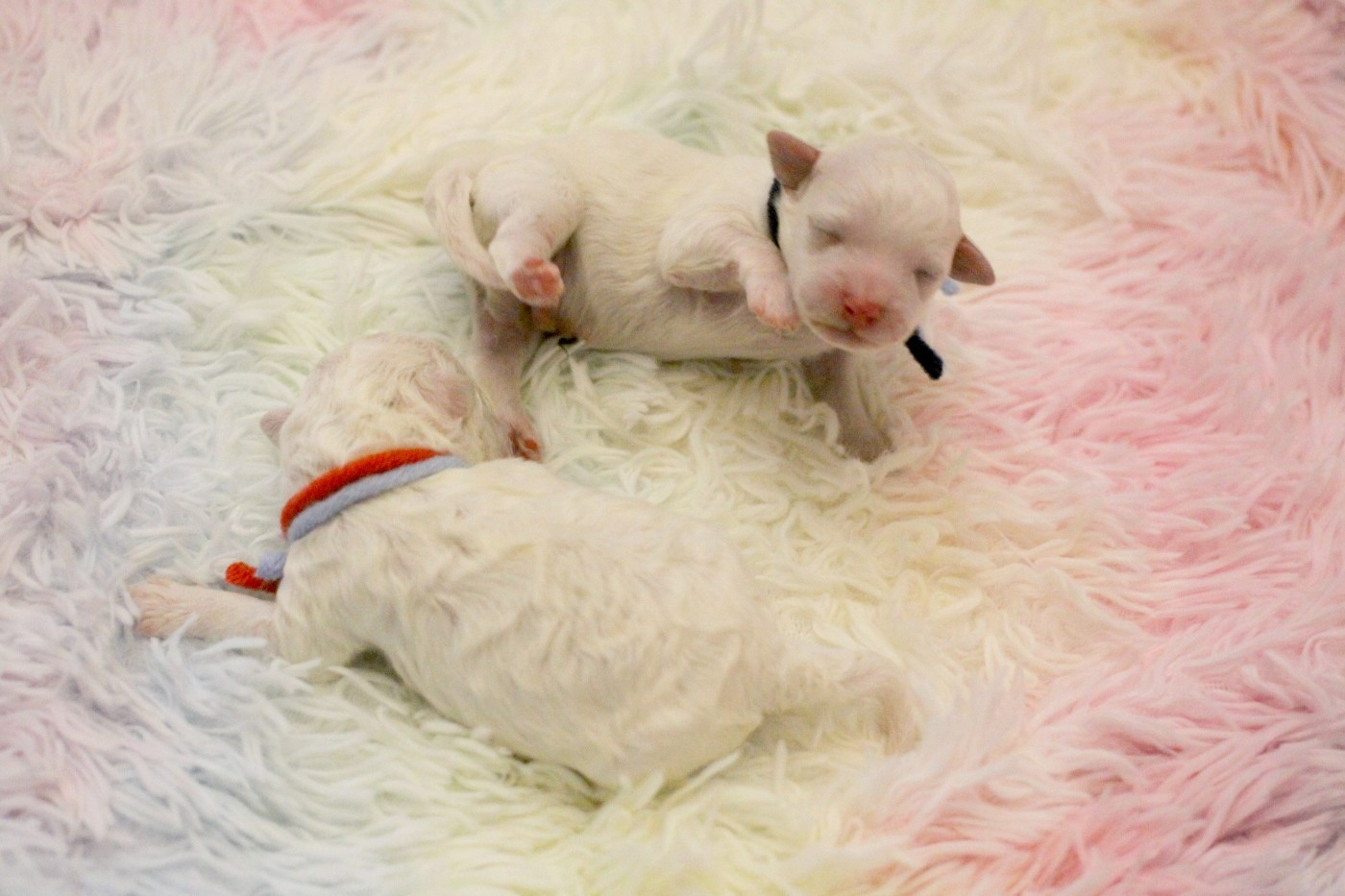 Chiot Bichon Frise de la Felhotte