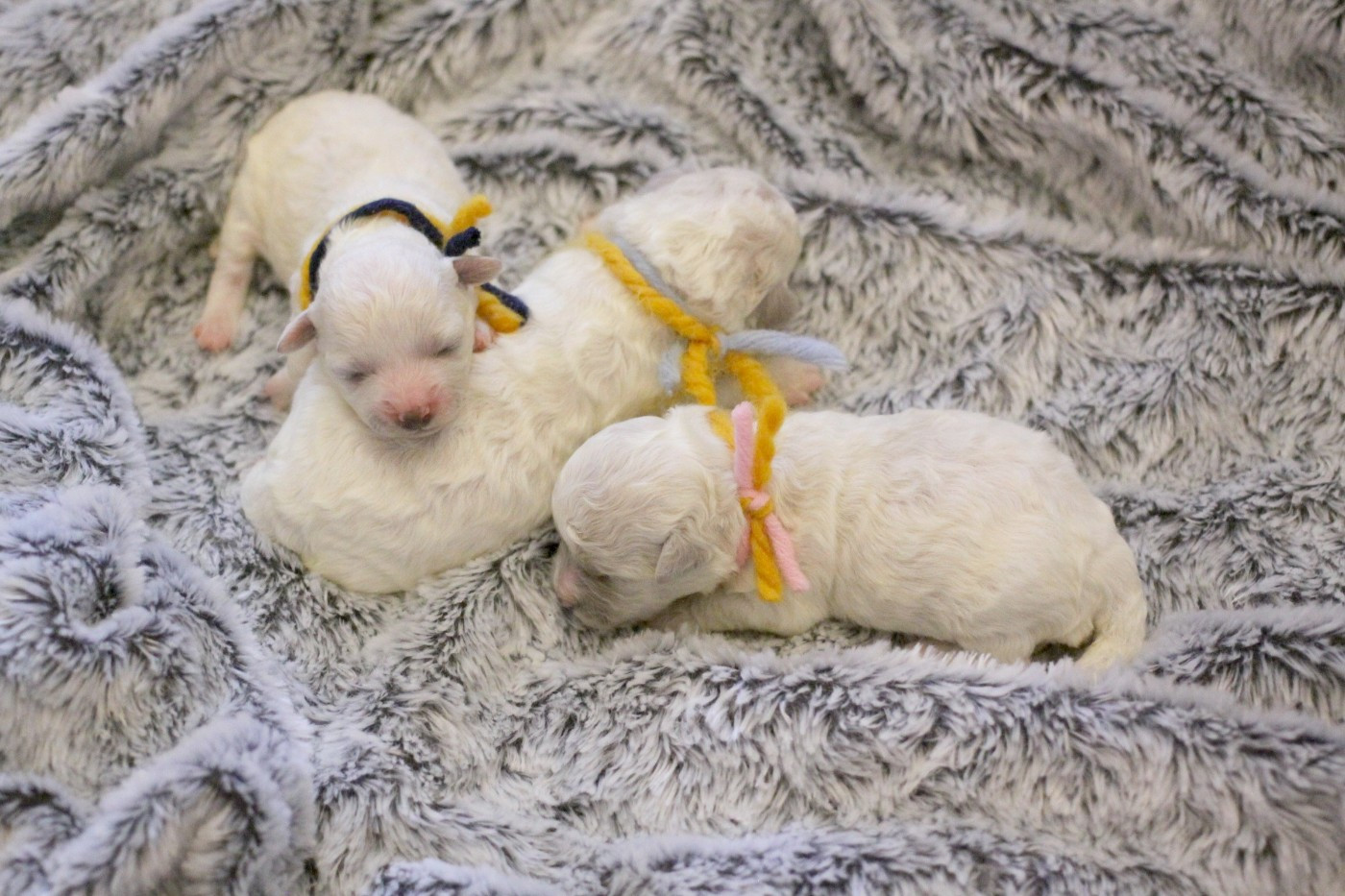Chiot Bichon Frise de la Felhotte