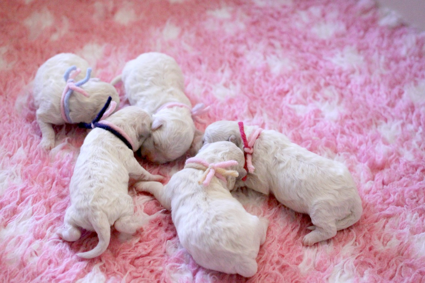 Chiot Bichon Frise de la Felhotte