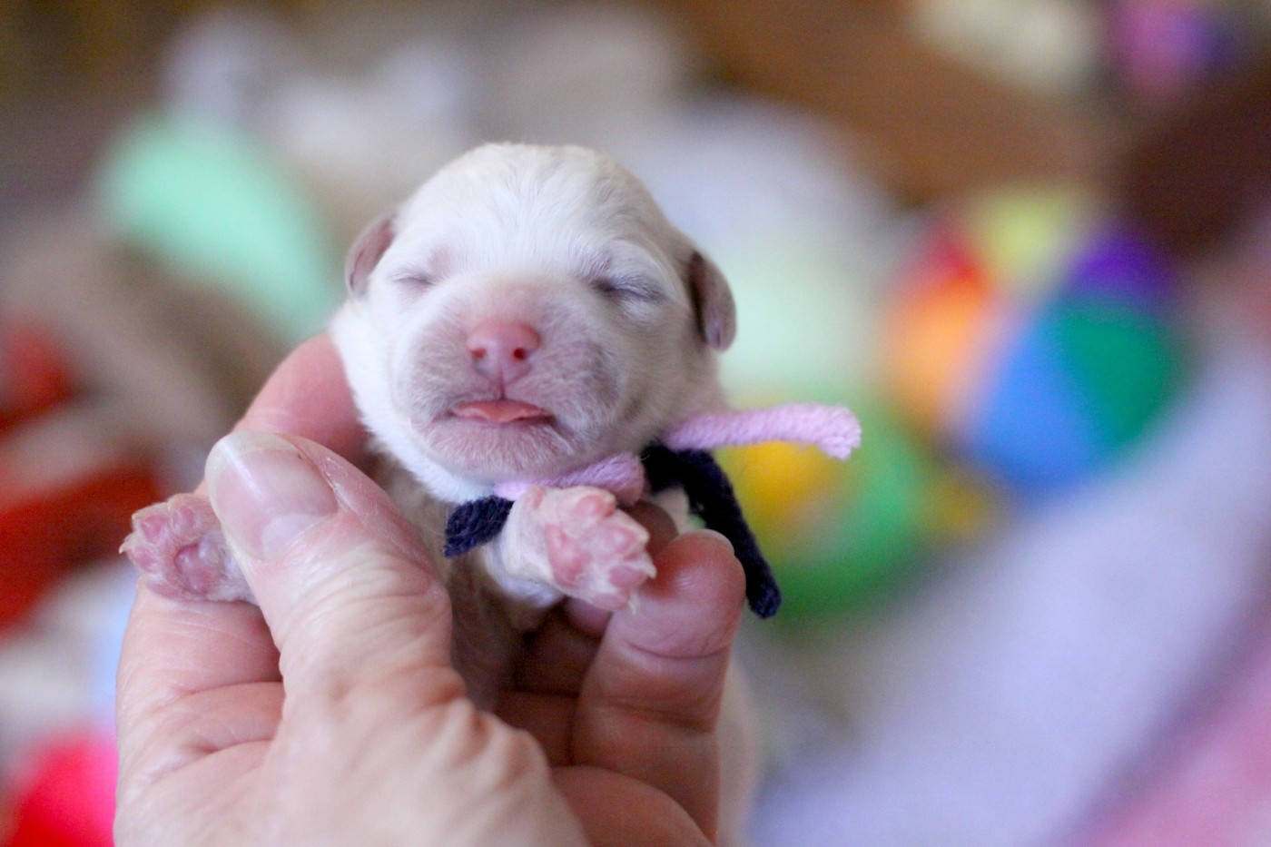 de la Felhotte - Chiots disponibles - Bichon Frise