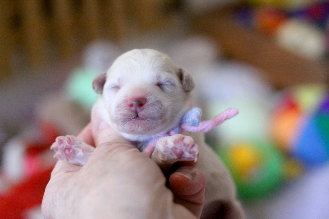 de la Felhotte - Chiots disponibles - Bichon Frise