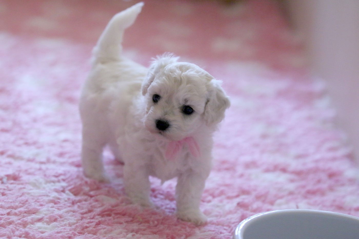 de la Felhotte - Chiots disponibles - Bichon Frise
