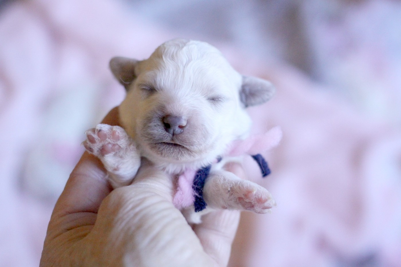 de la Felhotte - Chiots disponibles - Bichon Frise