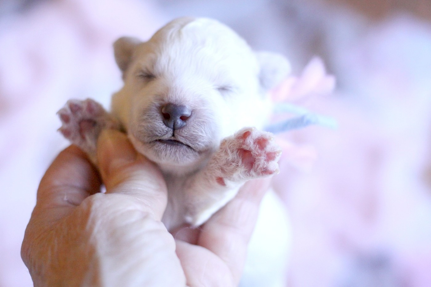 de la Felhotte - Chiots disponibles - Bichon Frise