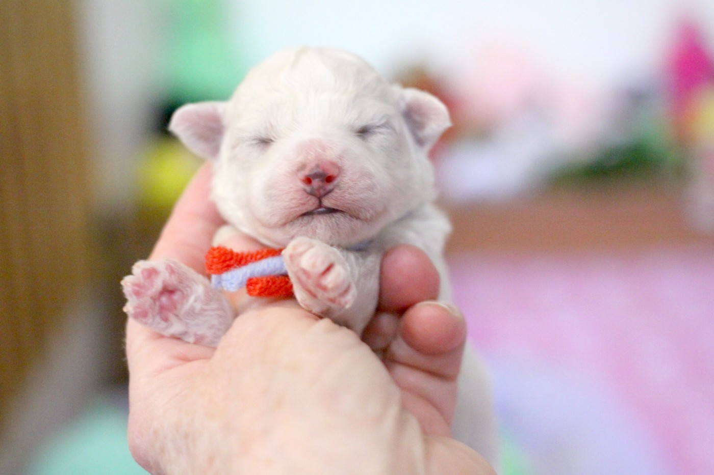 de la Felhotte - Chiots disponibles - Bichon Frise