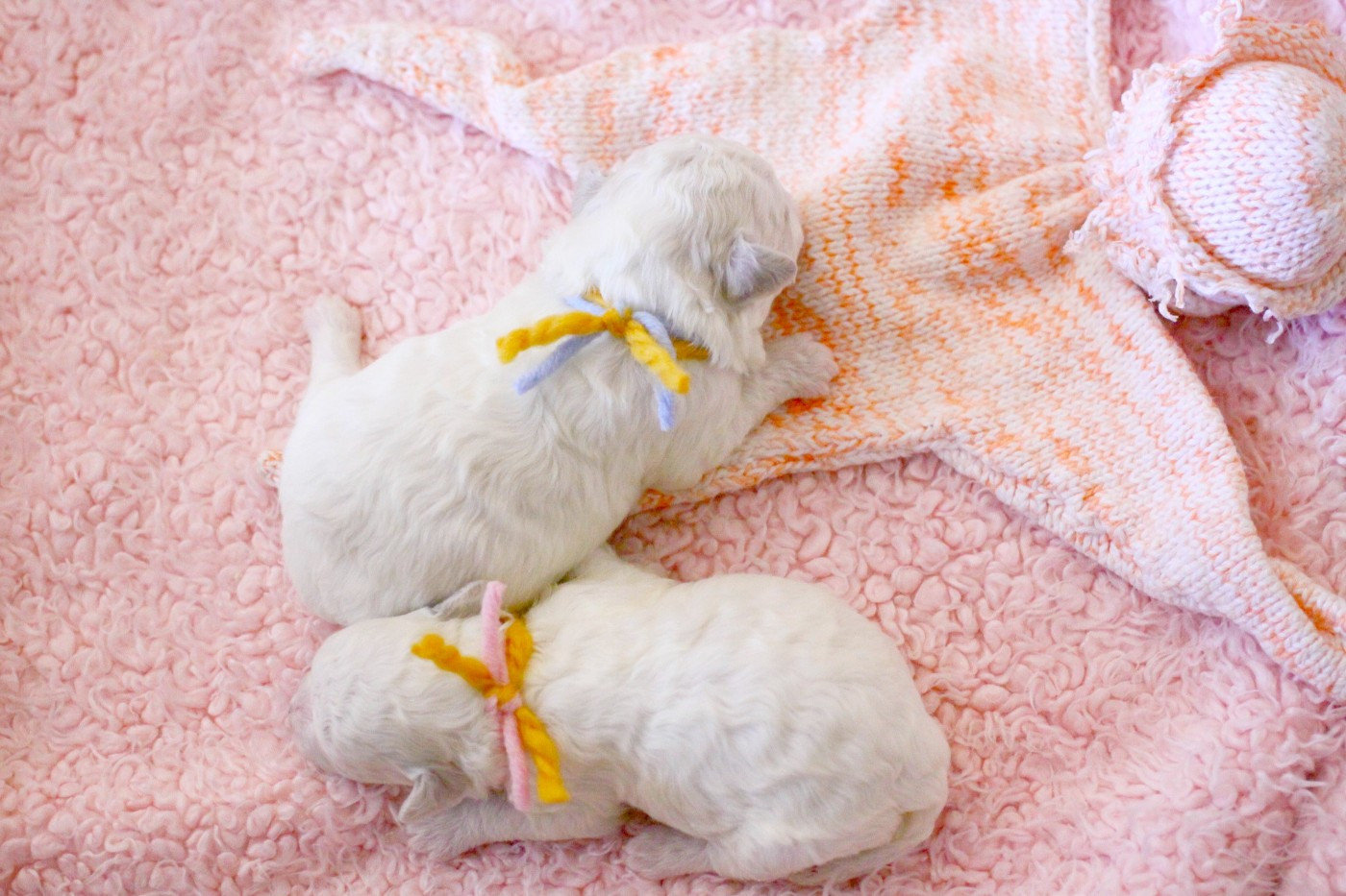 de la Felhotte - Bichon Frise - Portée née le 05/06/2026