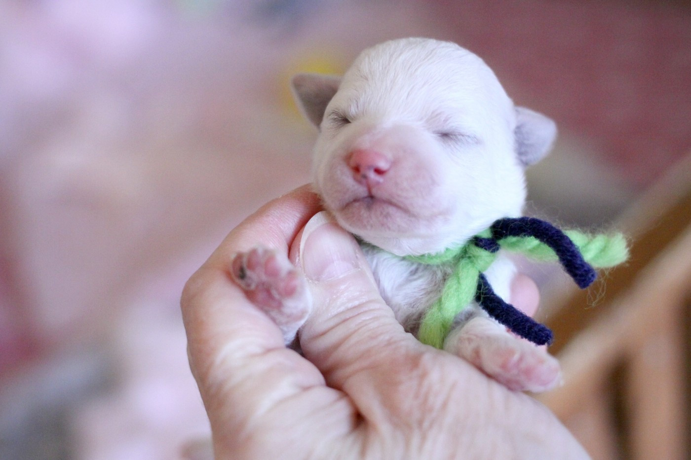 de la Felhotte - Chiots disponibles - Bichon Frise