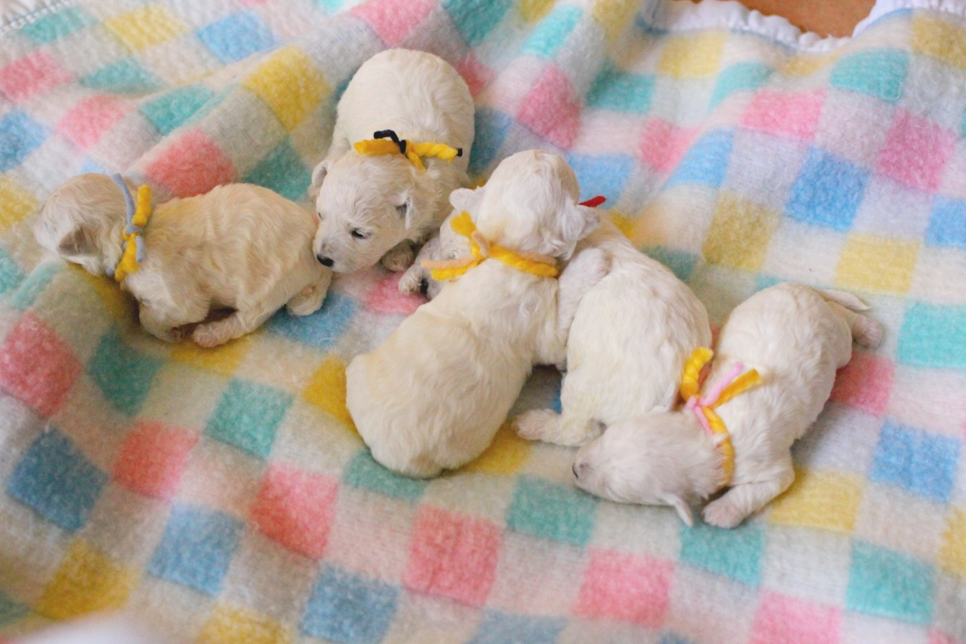 de la Felhotte - Bichon Frise - Portée née le 02/06/2026