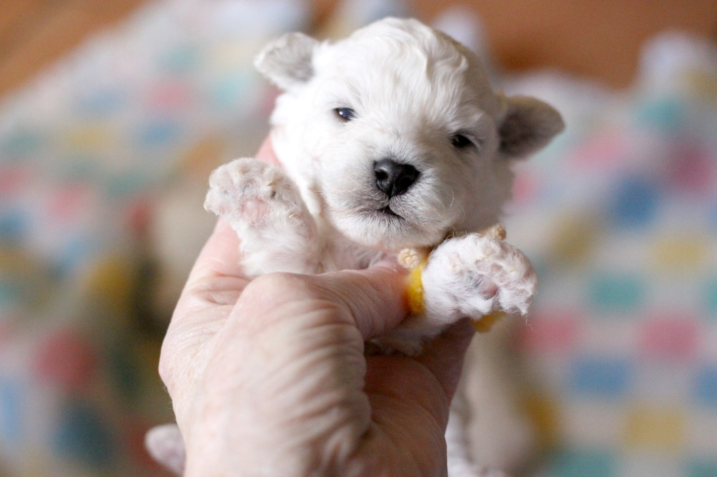 de la Felhotte - Chiots disponibles - Bichon Frise