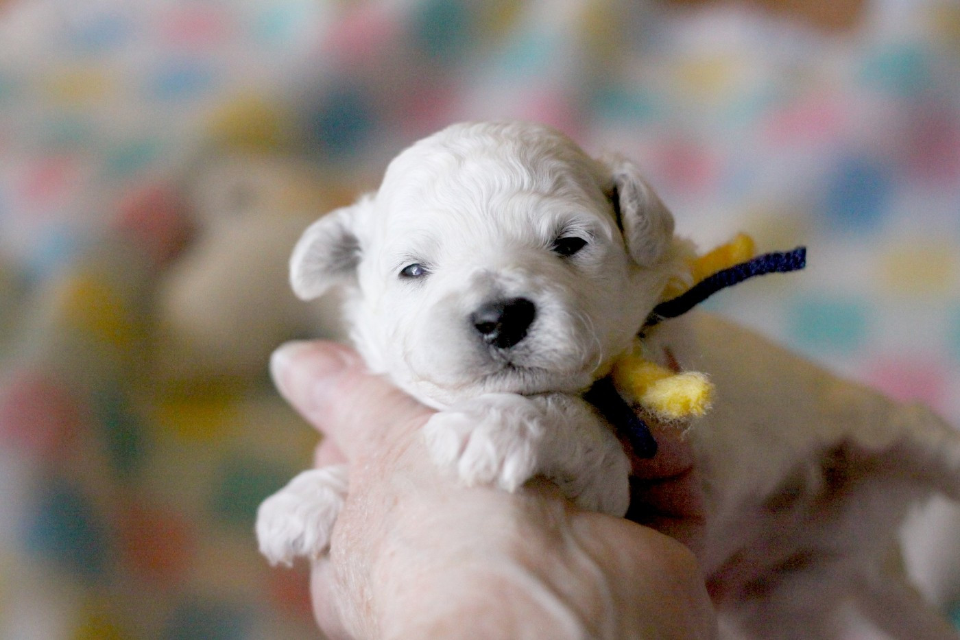 de la Felhotte - Chiots disponibles - Bichon Frise