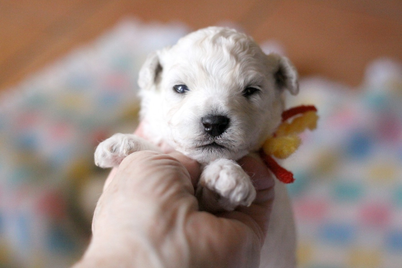 de la Felhotte - Chiots disponibles - Bichon Frise