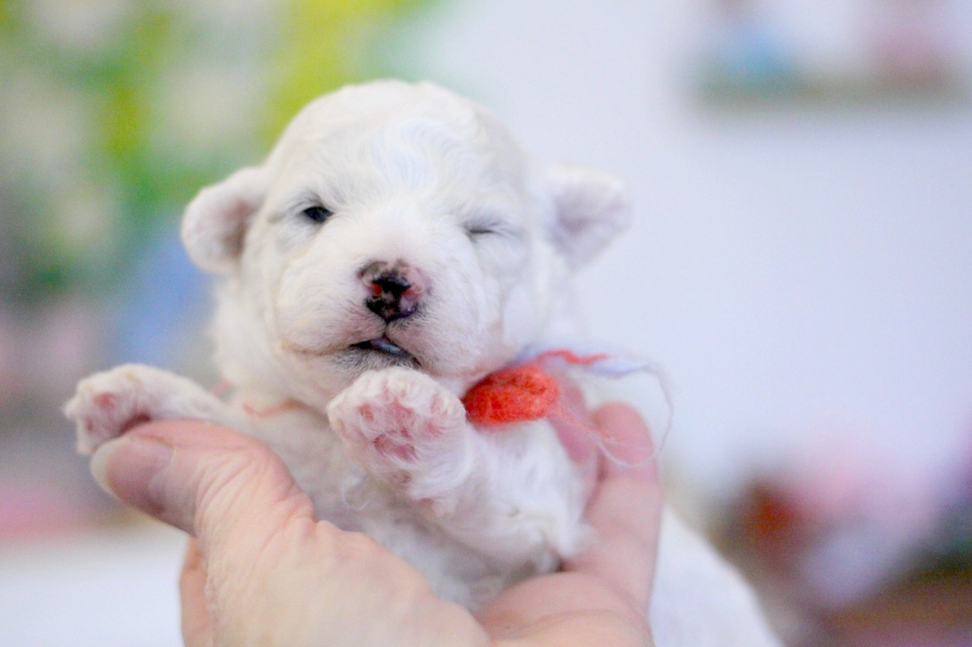 de la Felhotte - Chiots disponibles - Bichon Frise