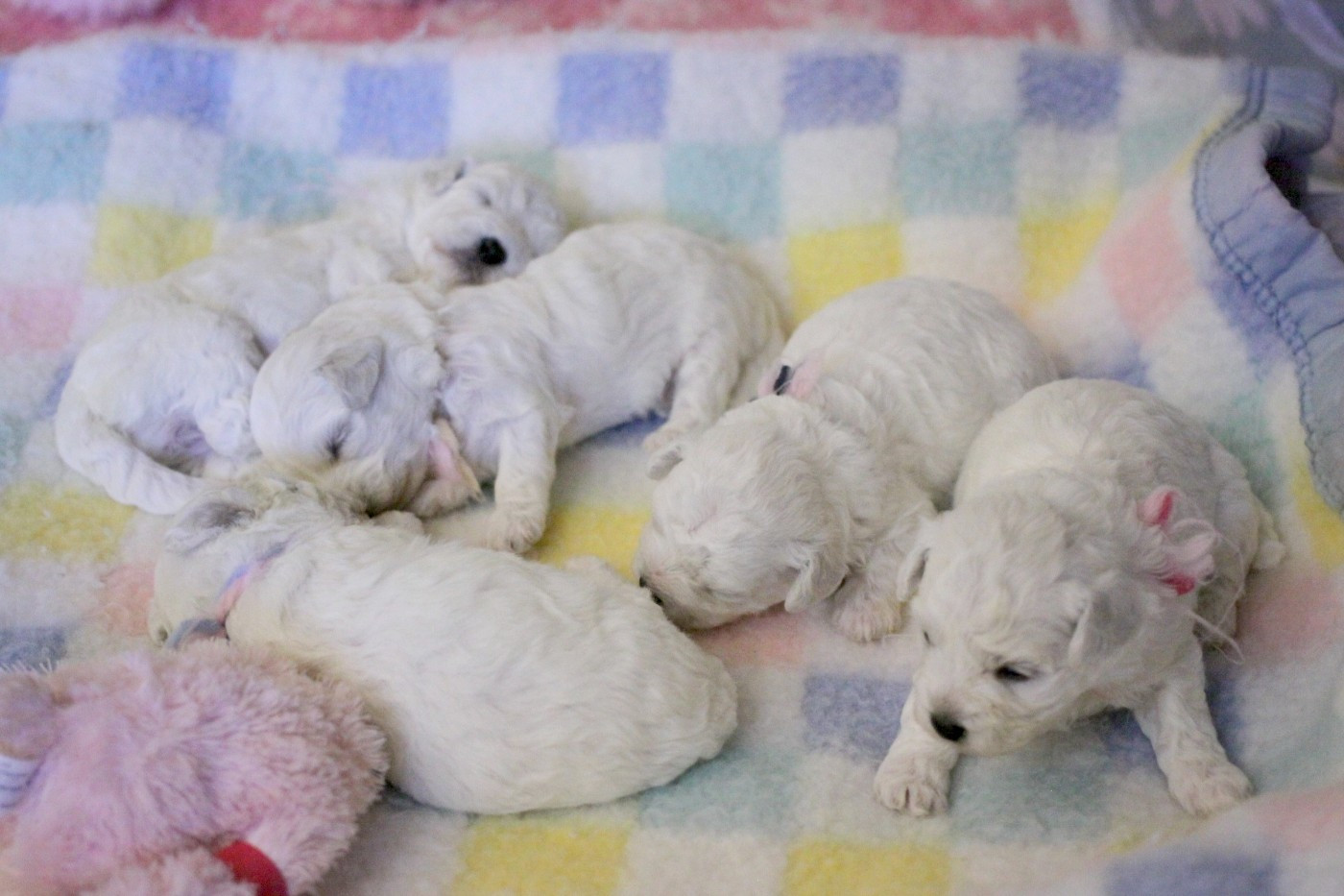 de la Felhotte - Bichon Frise - Portée née le 07/06/2026