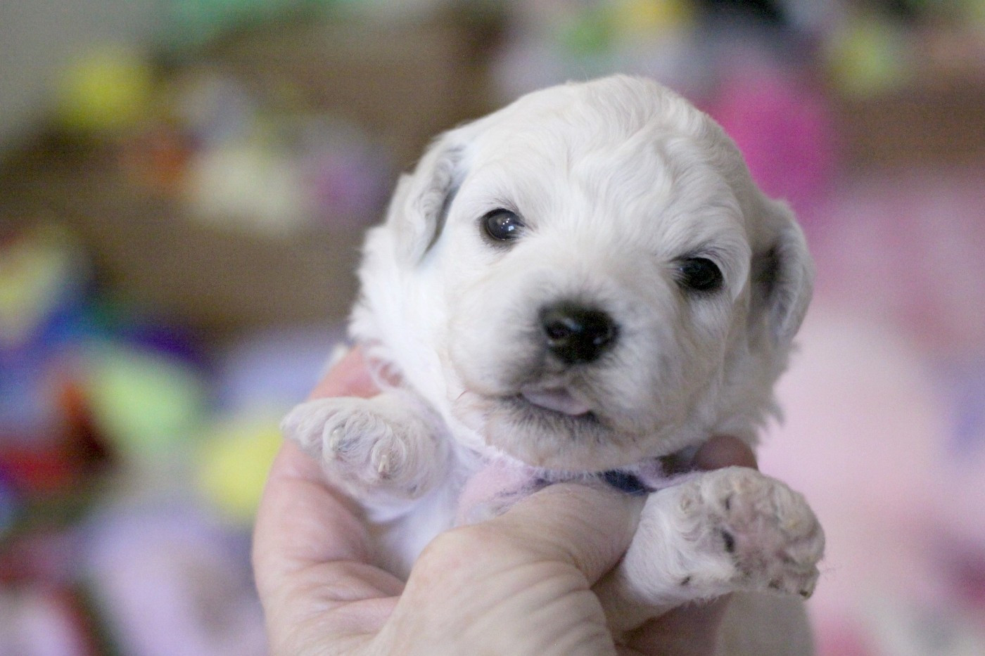 de la Felhotte - Chiots disponibles - Bichon Frise