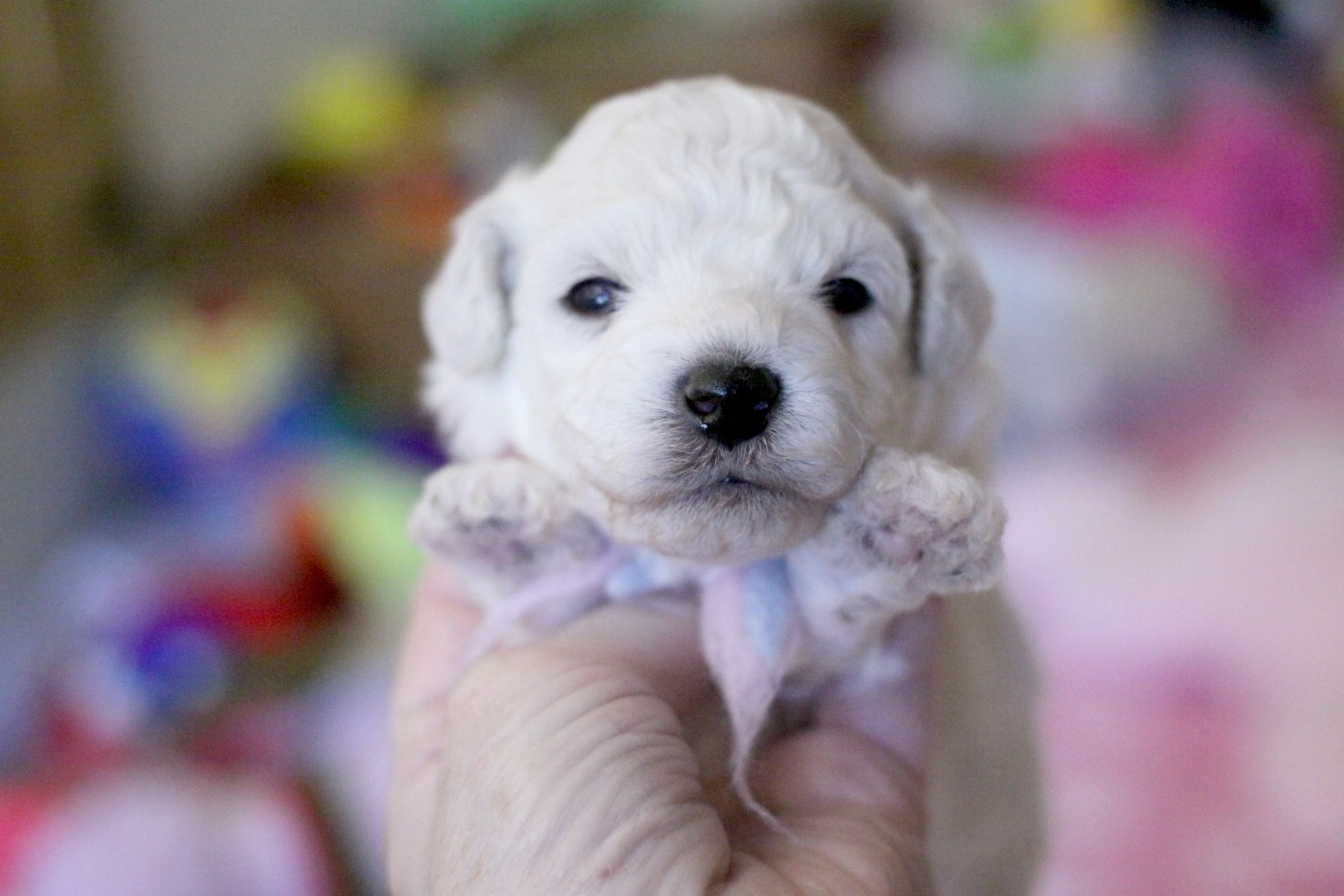 de la Felhotte - Chiots disponibles - Bichon Frise