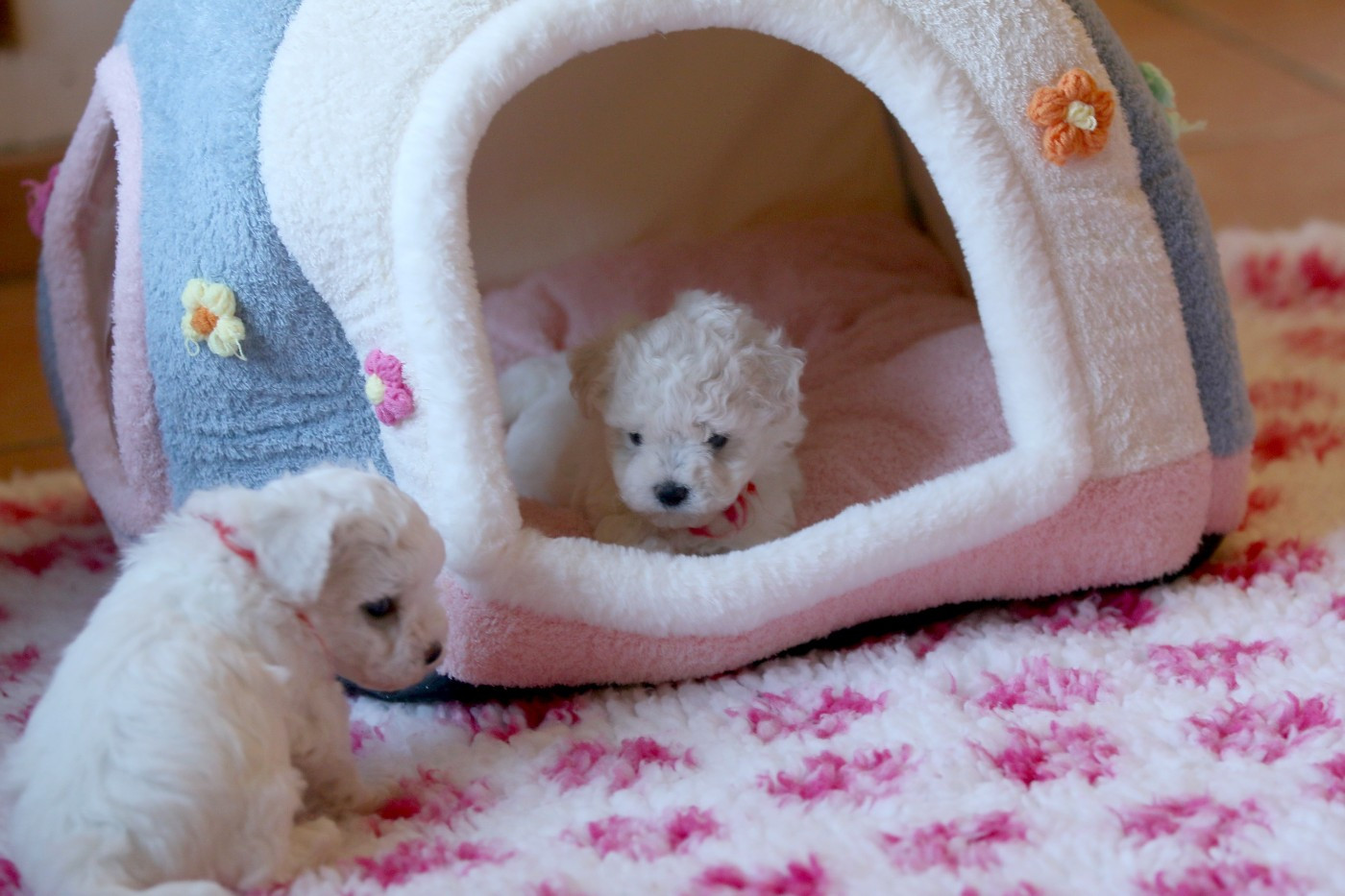 Chiot Bichon Frise de la Felhotte