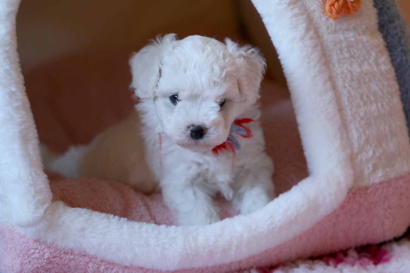 de la Felhotte - Chiots disponibles - Bichon Frise