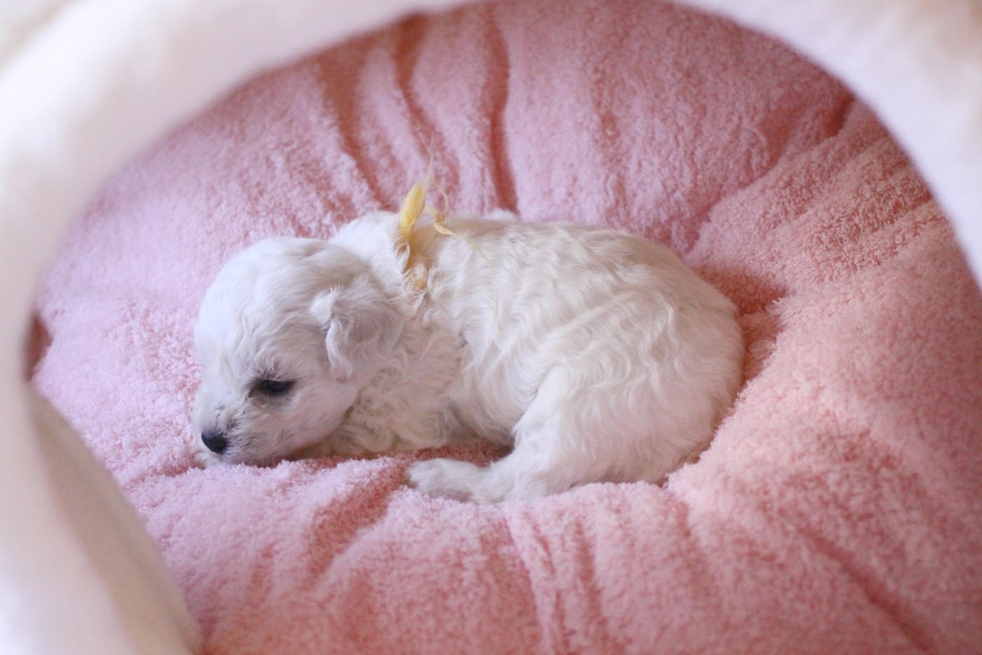 de la Felhotte - Chiots disponibles - Bichon Frise