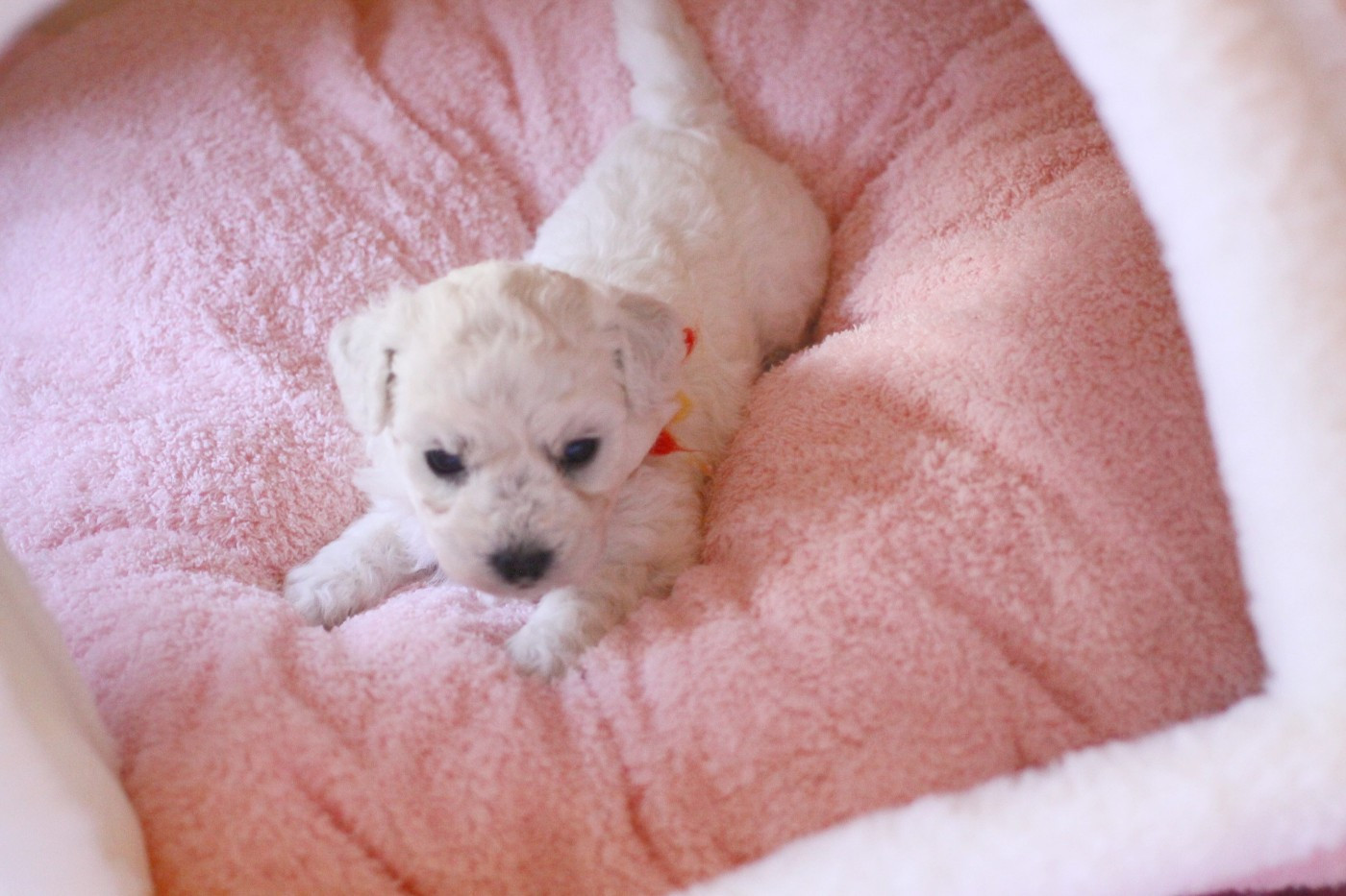 de la Felhotte - Chiots disponibles - Bichon Frise