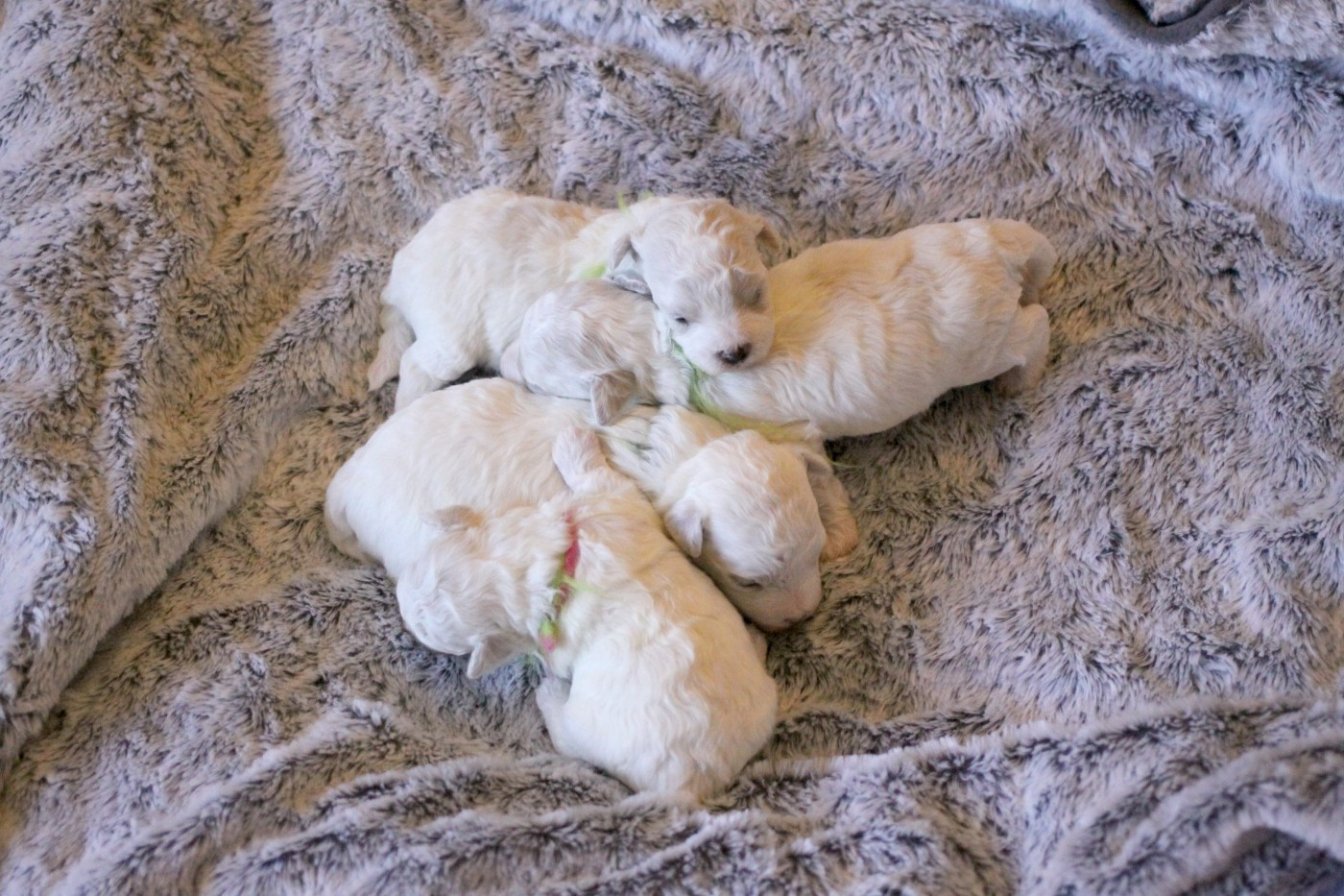 de la Felhotte - Bichon Frise - Portée née le 11/06/2026