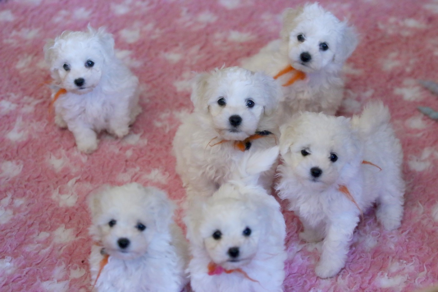 de la Felhotte - Bichon Frise - Portée née le 15/05/2026