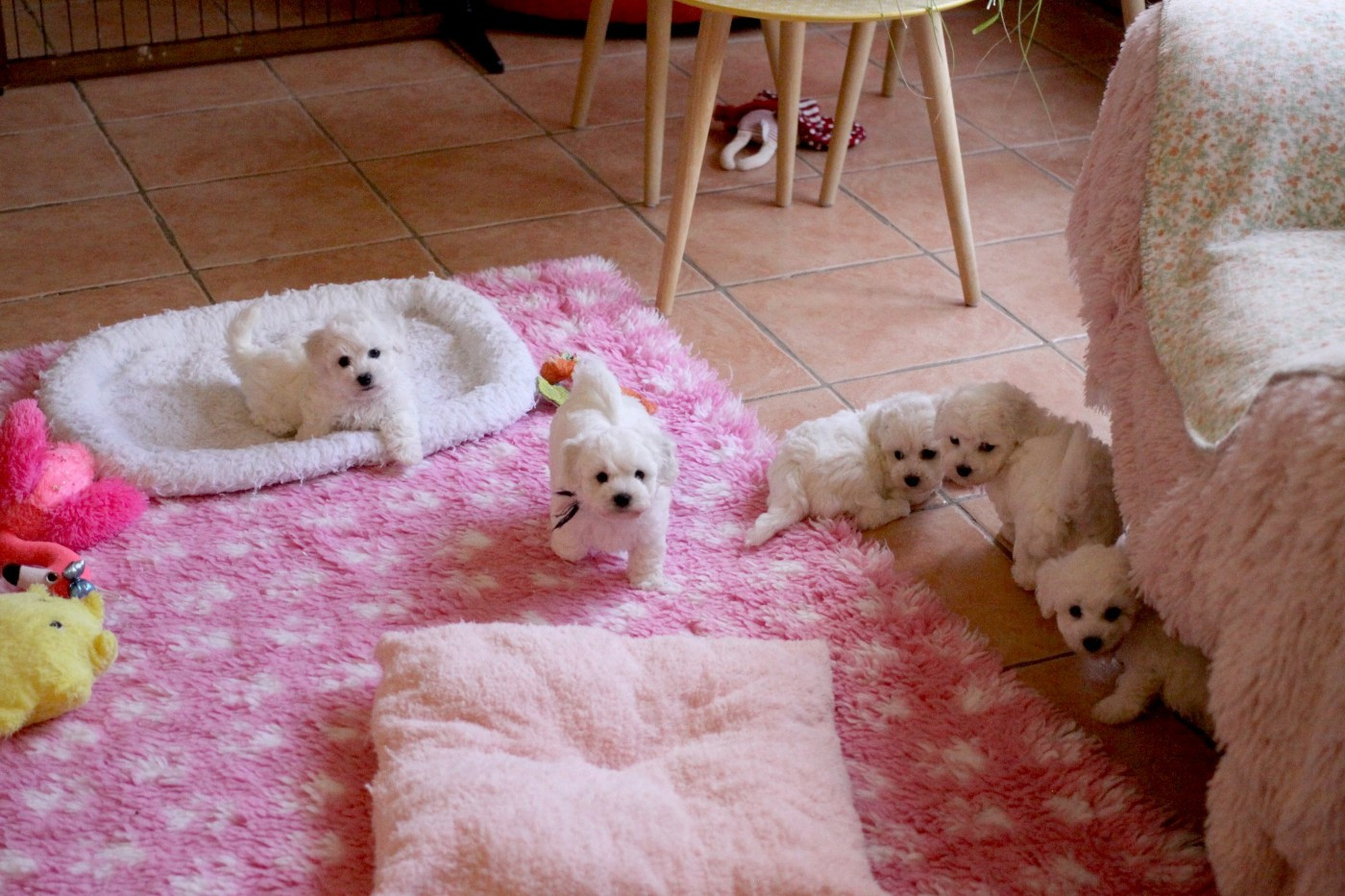 Chiot Bichon Frise de la Felhotte