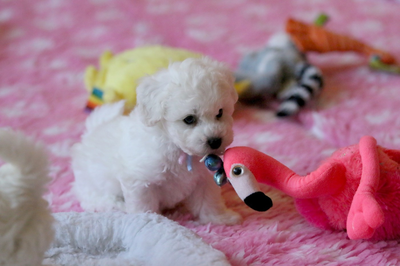 de la Felhotte - Chiots disponibles - Bichon Frise