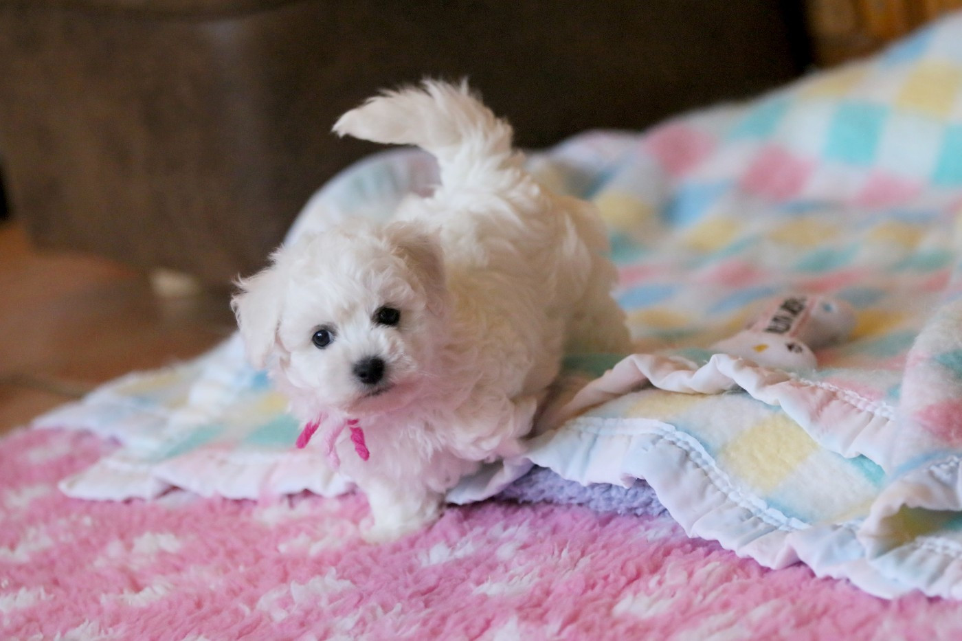 de la Felhotte - Chiots disponibles - Bichon Frise