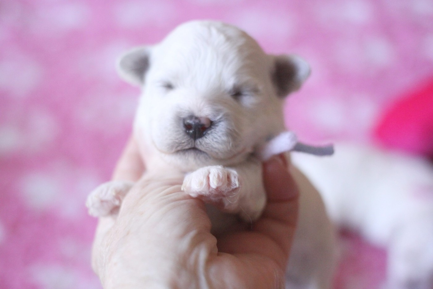 de la Felhotte - Chiots disponibles - Bichon Frise