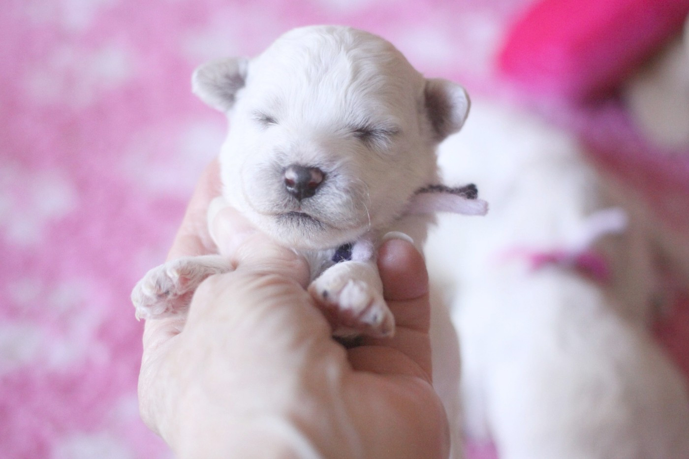 de la Felhotte - Chiots disponibles - Bichon Frise