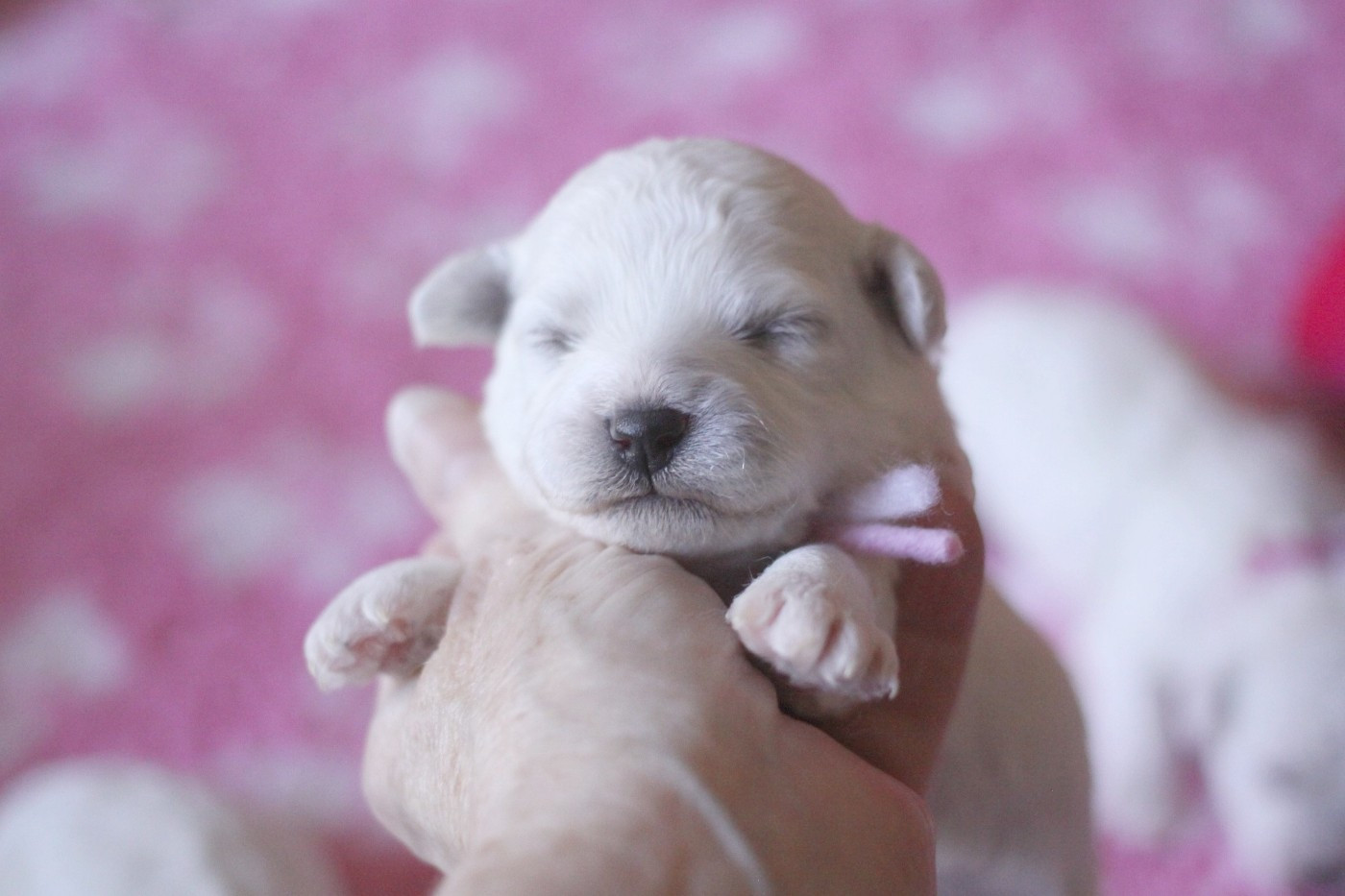 de la Felhotte - Chiots disponibles - Bichon Frise