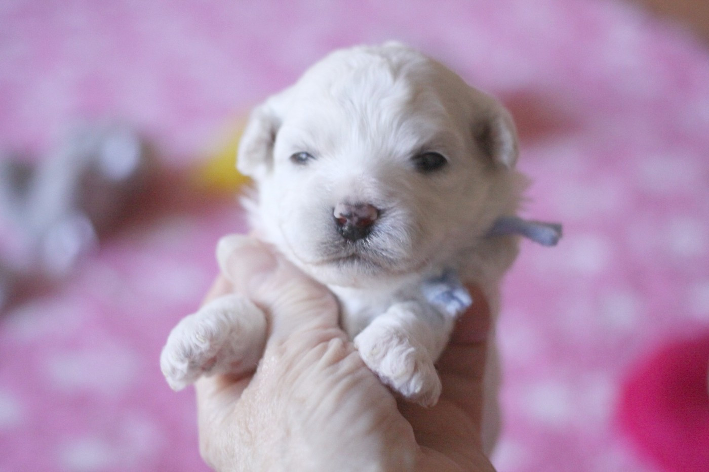 de la Felhotte - Chiots disponibles - Bichon Frise