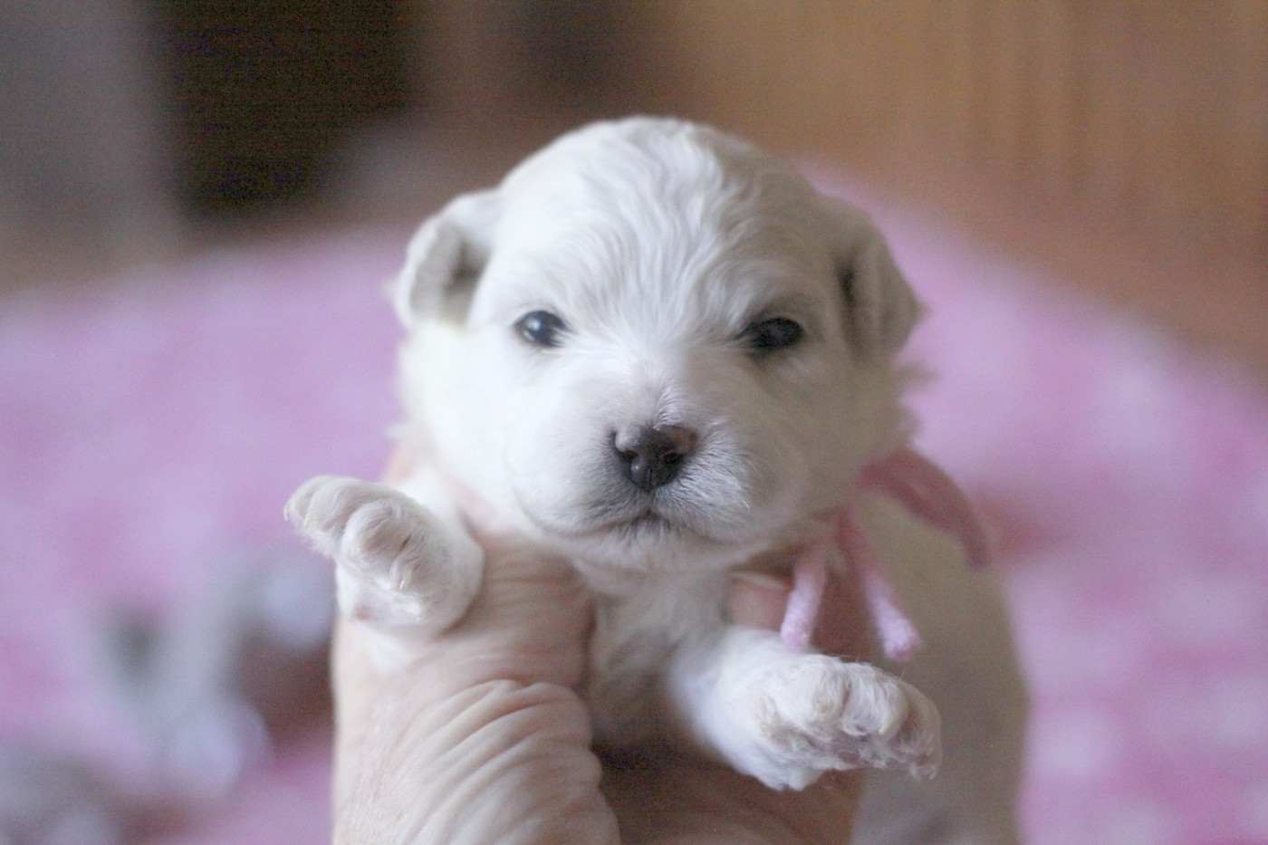 de la Felhotte - Chiots disponibles - Bichon Frise