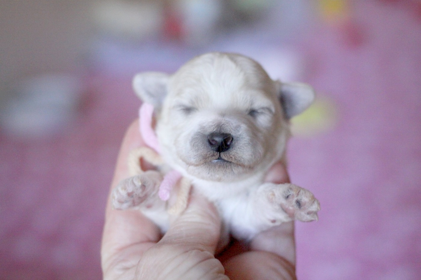 de la Felhotte - Chiots disponibles - Bichon Frise