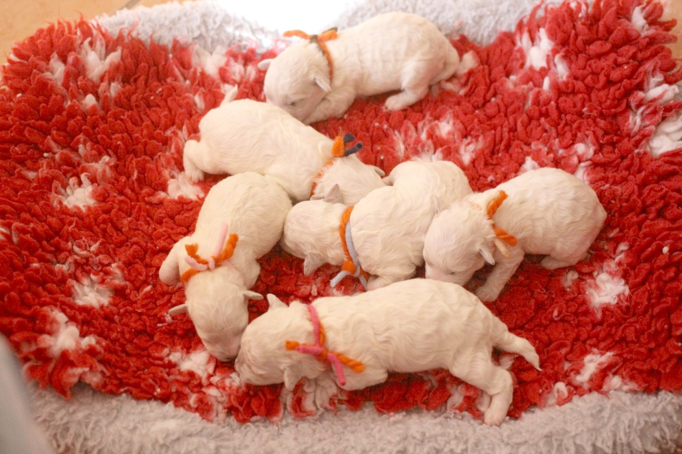 Chiot Bichon Frise de la Felhotte