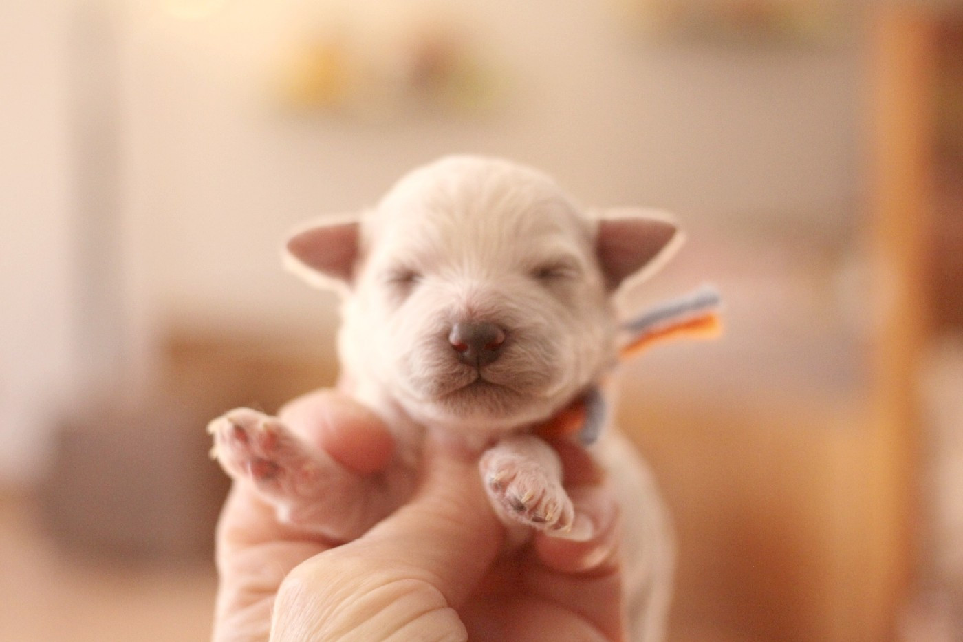 de la Felhotte - Chiots disponibles - Bichon Frise