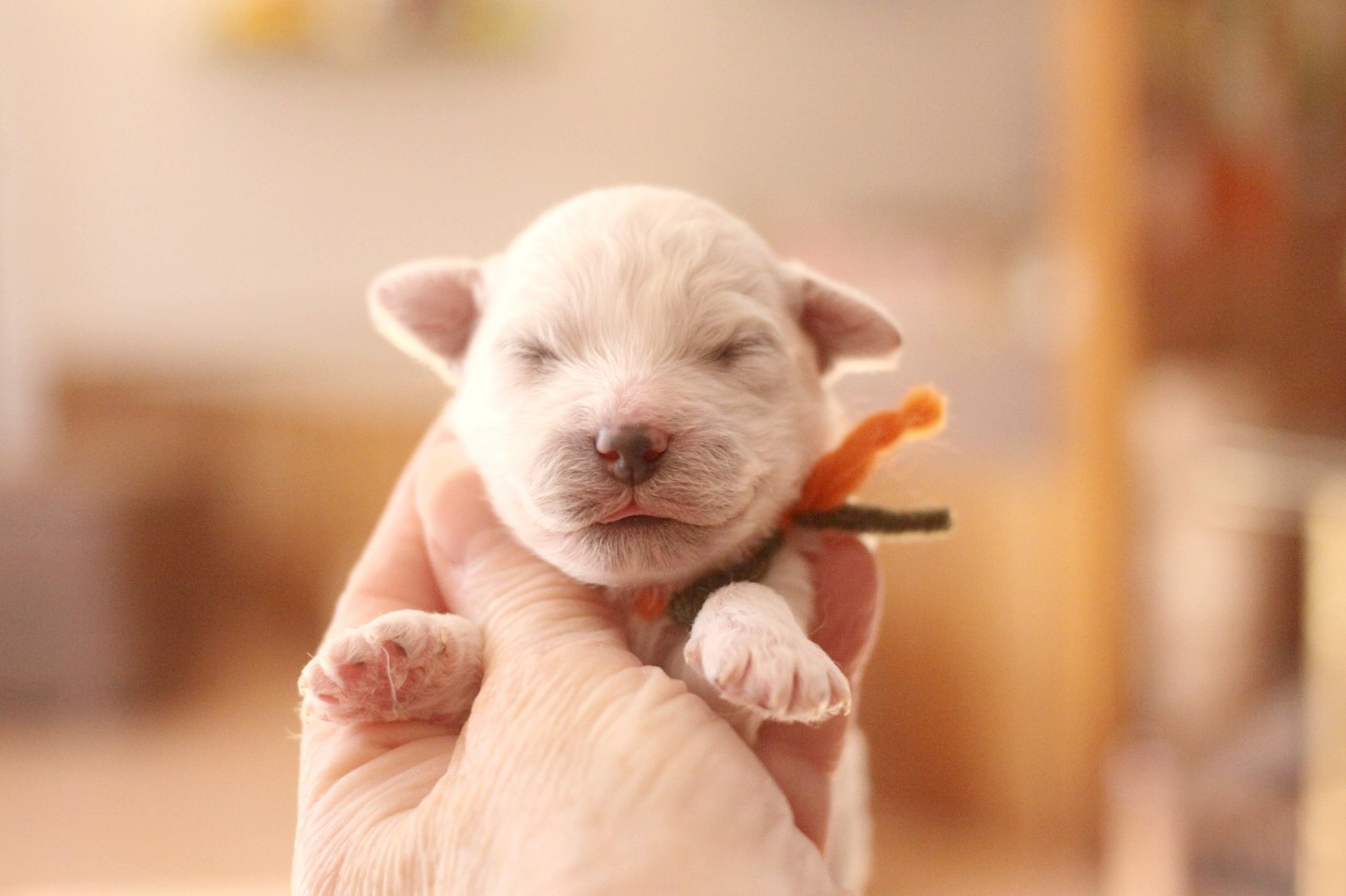 de la Felhotte - Chiots disponibles - Bichon Frise