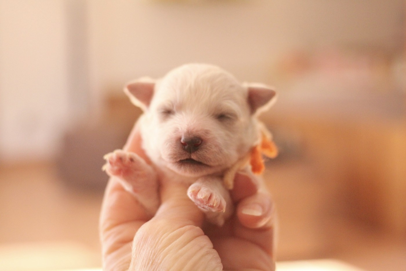 de la Felhotte - Chiots disponibles - Bichon Frise