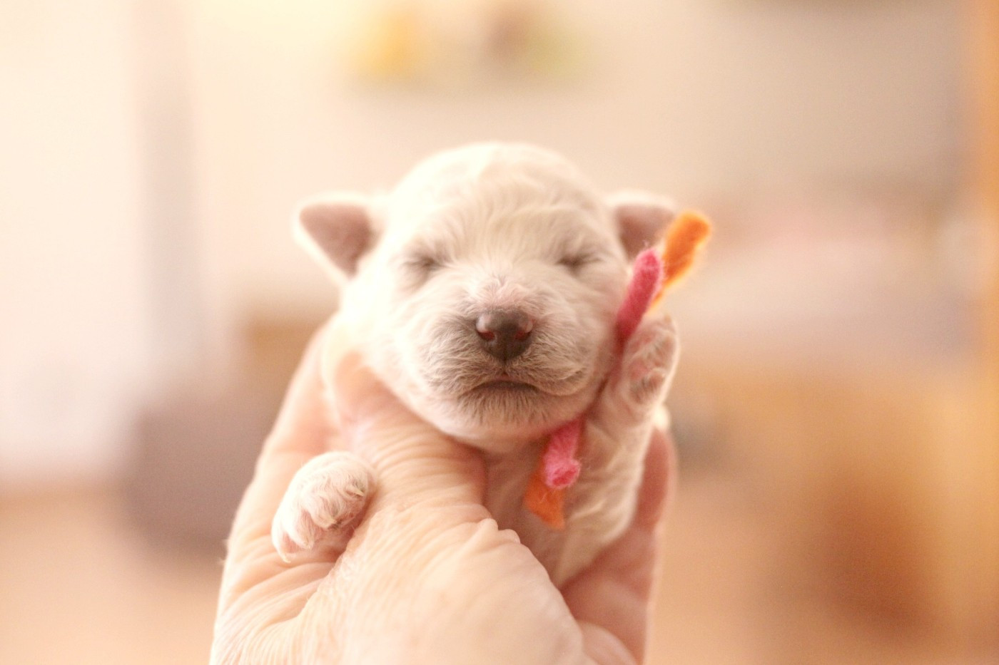 de la Felhotte - Chiots disponibles - Bichon Frise