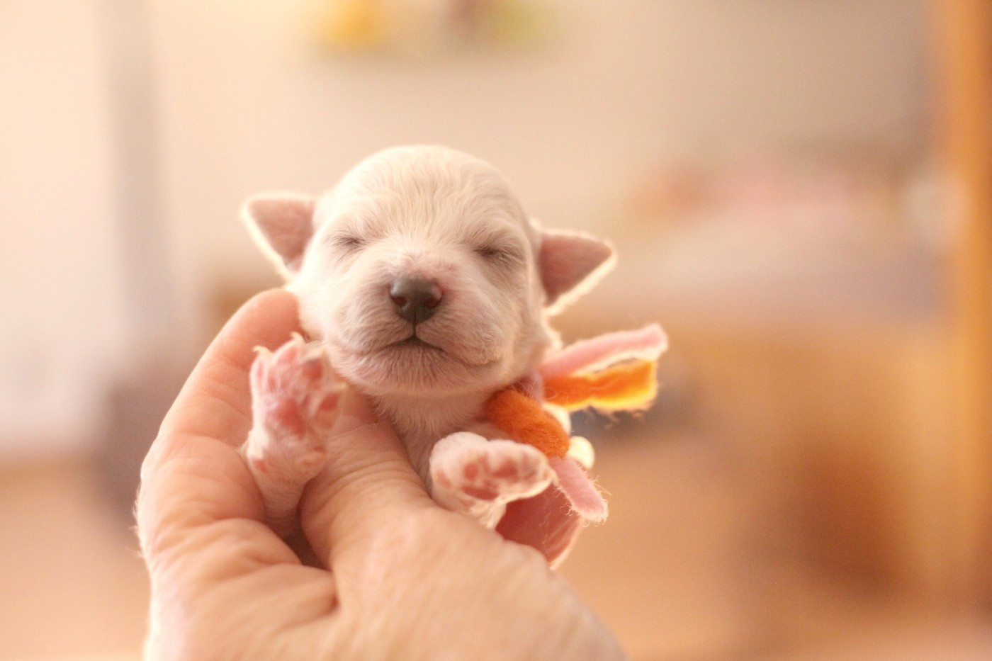 de la Felhotte - Chiots disponibles - Bichon Frise
