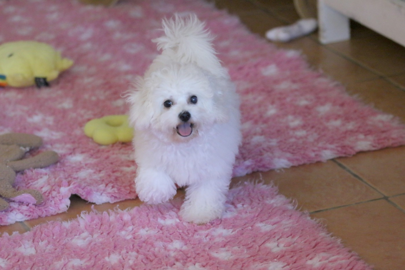 de la Felhotte - Chiots disponibles - Bichon Frise