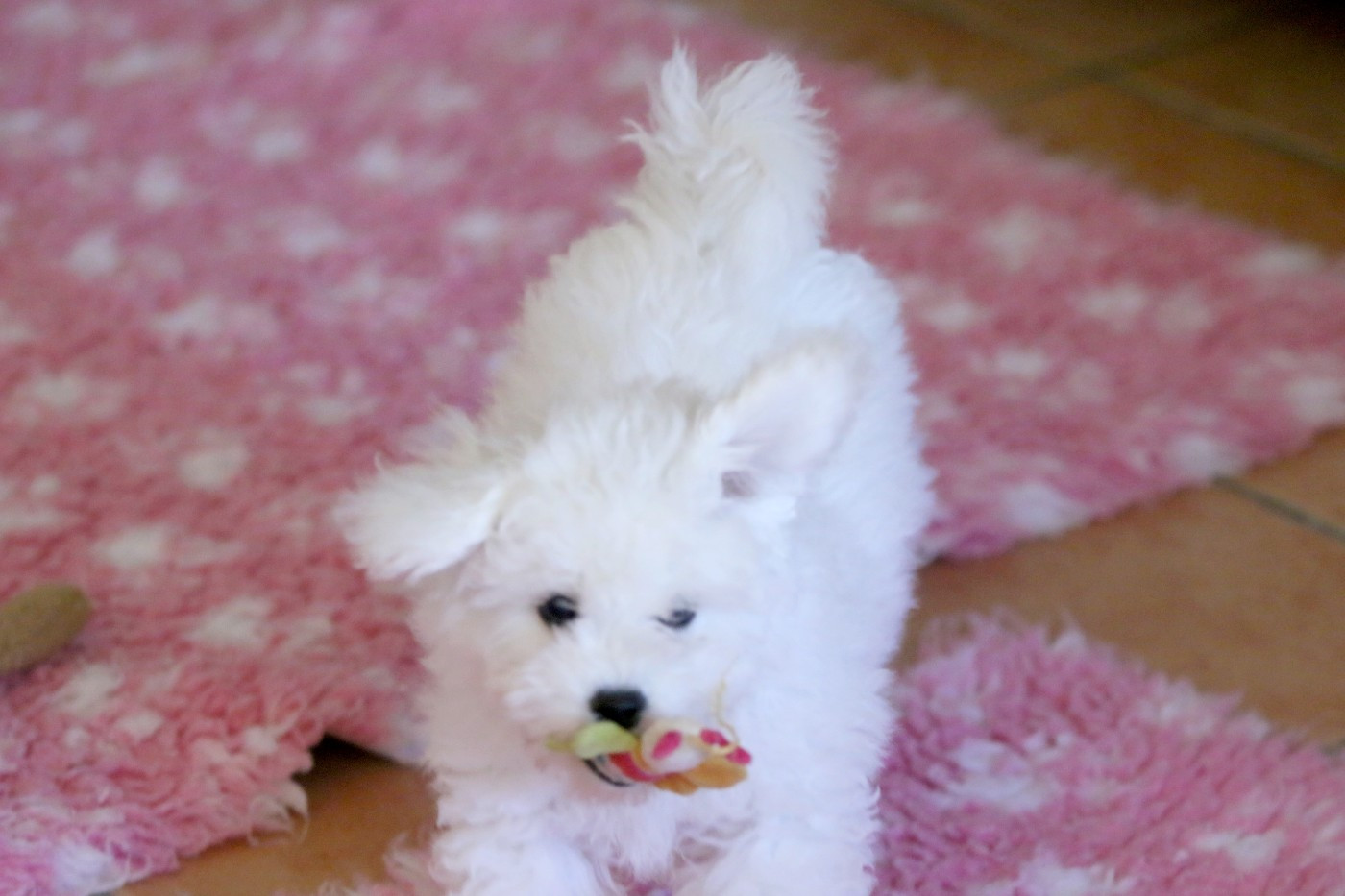 de la Felhotte - Chiots disponibles - Bichon Frise