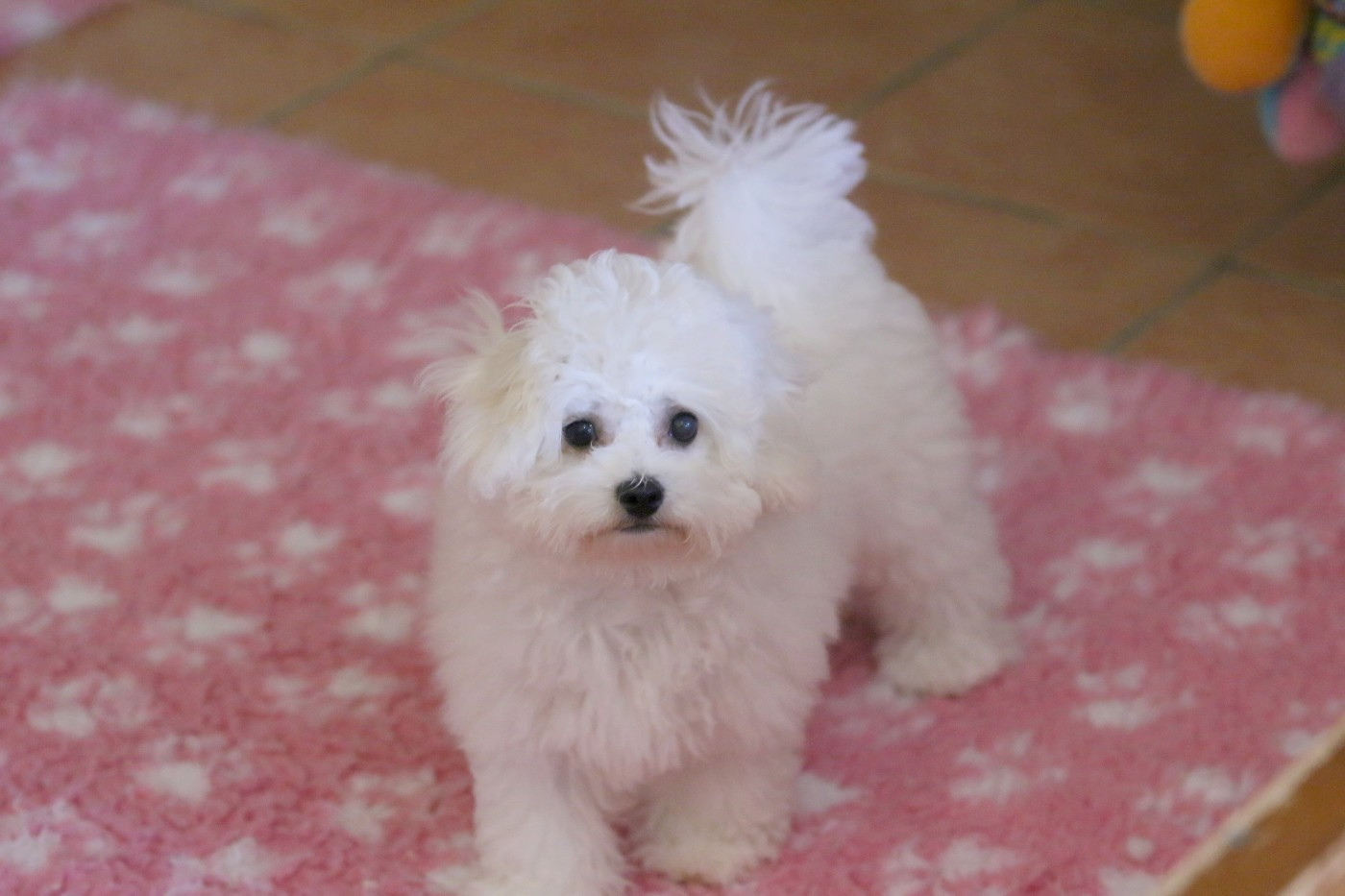 Chiot Bichon Frise de la Felhotte